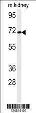 Anti-FA40B (N-term) Antibody