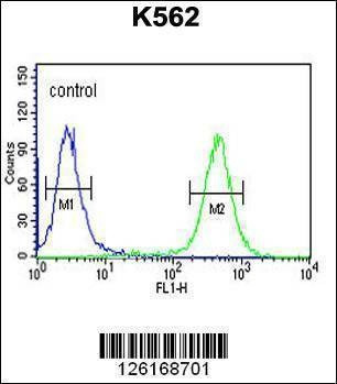 Anti-ATP4B (N-term) Antibody