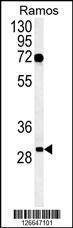 Anti-C19orf63 (N-term) Antibody