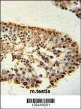 Anti-ERO1LB (C-term) Antibody