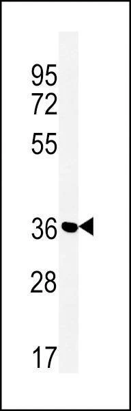 Anti-MFRN2 (N-term) Antibody