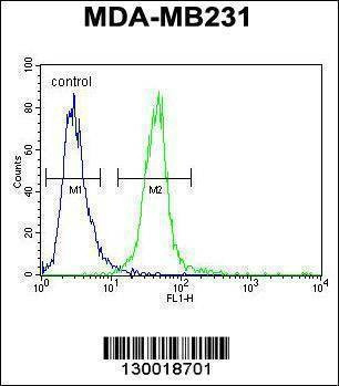Anti-MYOZ1 (Center) Antibody