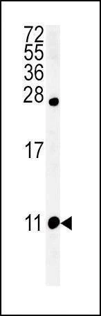 Anti-NPFF (C-term) Antibody