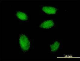 Anti-HBXAP Antibody