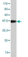 Anti-HBXAP Antibody
