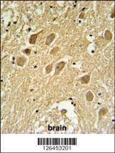 Anti-SCRN1 (N-term) Antibody