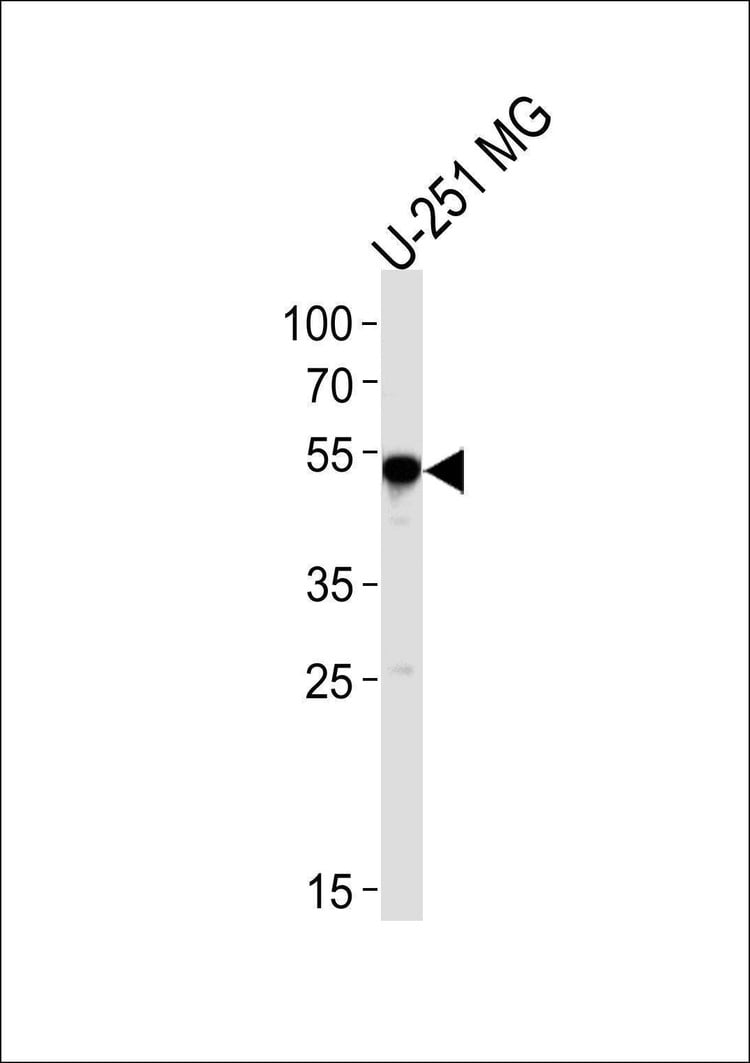 Anti-SCRN1 (N-term) Antibody
