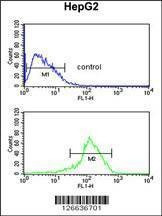 Anti-SFT2D3 (N-term) Antibody