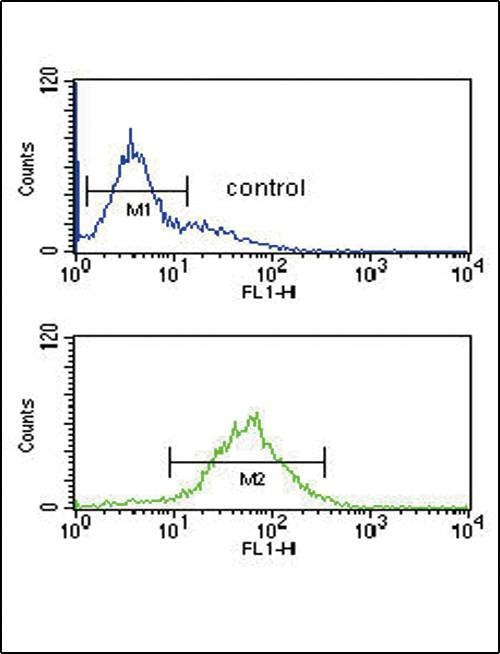 Anti-SRD5A3 (C-term) Antibody