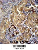 Anti-CD63 (C-term) Antibody