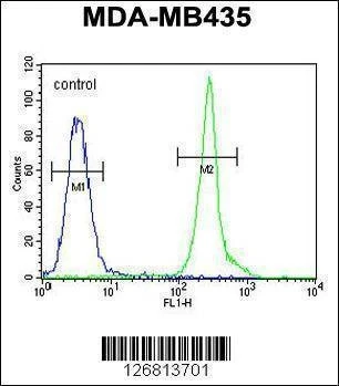 Anti-CD63 (C-term) Antibody