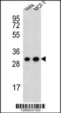 Anti-CYC1 (C-term) Antibody