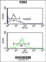 Anti-EIF3G (Center) Antibody