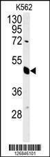 Anti-EIF3G (Center) Antibody