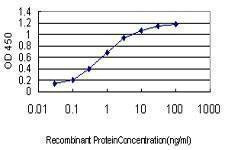 Anti-HD Antibody