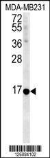 Anti-NMB (Center) Antibody