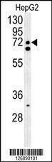 Anti-SFRS16 (Center) Antibody