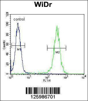 Anti-B4GALT5 (C-term) Antibody