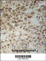 Anti-C14orf179 (Center) Antibody