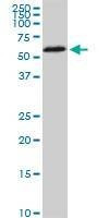 Anti-HDAC1 Antibody