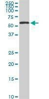 Anti-HDAC1 Antibody