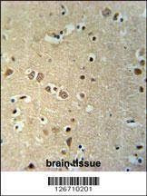 Anti-KCTD21 (C-term) Antibody