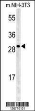 Anti-KCTD21 (C-term) Antibody
