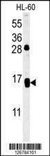 Anti-CD69 (Center) Antibody