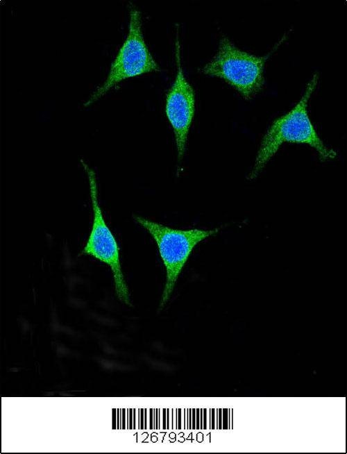 Anti-AMY2A (C-term) Antibody