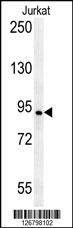 Anti-AXIN2 (C-term) Antibody