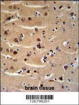 Anti-AXIN2 (C-term) Antibody