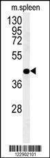Anti-PGD (Center) Antibody