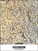 Anti-SPT13 (Center) Antibody