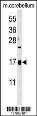 Anti-CA095 (C-term) Antibody