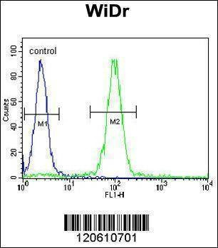 Anti-MEIS2 (Center D269) Antibody