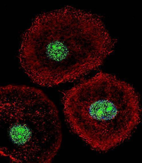 Anti-HNRPAB (N-term) Antibody