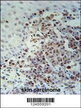 Anti-XRCC1 (Center) Antibody