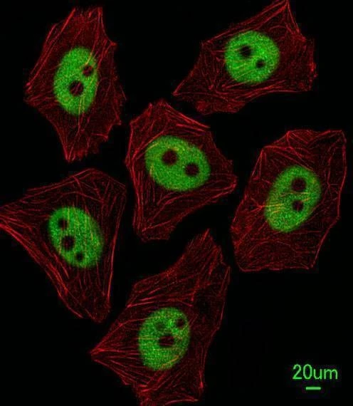 Anti-XRCC1 (Center) Antibody