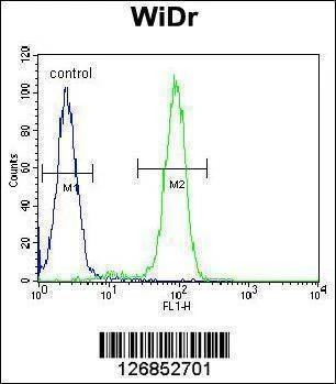 Anti-FBXO9 (C-term) Antibody