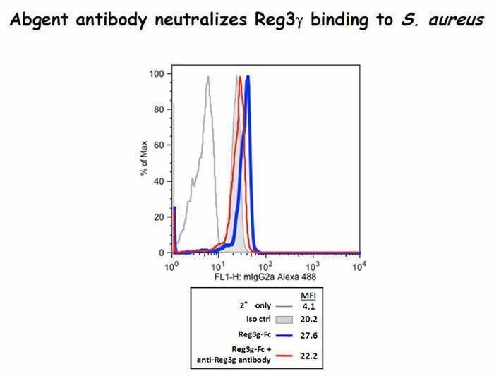 Anti-REG3G (Center) Antibody