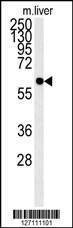 Anti-PCYXL (C-term) Antibody