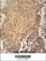 Anti-PCYXL (C-term) Antibody