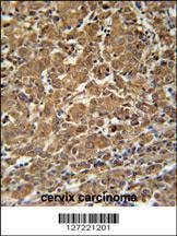 Anti-N4BP3 (N-term) Antibody