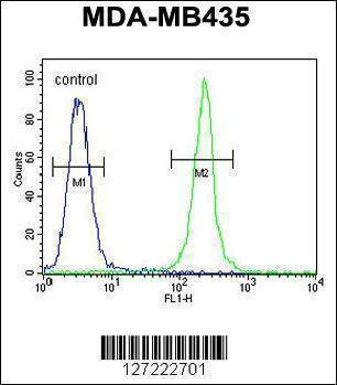 Anti-TRHDE (C-term) Antibody