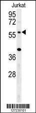 Anti-TRIM50 (C-term) Antibody