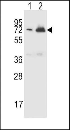 Anti-CFHR5 (Center) Antibody