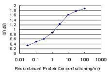Anti-HEY1 Antibody