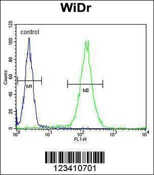 Anti-FBXO34 (C-term) Antibody