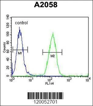 Anti-FOXC2 (Center S174) Antibody