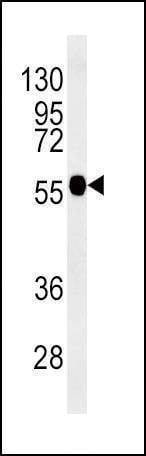 Anti-TUBB3 (N-term) Antibody